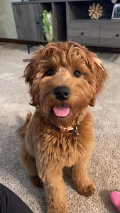 F1 Mini Goldendoodle Cora of Scout & Tyke